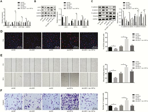 LSD1 enhances the malignant potentials of PTC cells by upregulating the expression of HIF1α. (A) The expression of LSD1, HIF1α, miR-146a and GABPA in K1 cells determined by RT-qPCR. (B) The expression of LSD1, HIF1α, and GABPA in K1 cells determined by Western blot analysis. (C) The expression of EMT-related proteins E-cadherin, β-catenin, N-cadherin and Vimentin measured by Western blot assay. (D) The proliferation of K1 cells assessed by EdU labeling (× 200). (E) The migration of K1 cells assessed by scratch test. (F) The invasion of K1 cells evaluated using Transwell assay (× 200). The data in the figure were all measurement data, which were expressed by mean ± standard deviation. Data among groups were statistically analyzed by one-way ANOVA. The experiment was independently repeated 3 times. *P < 0.05.