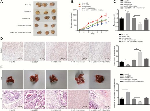 LSD1 promotes the progression and metastasis of PTC in nude mice through increasing miR-146a. (A) Subcutaneous tumor formation in nude mice. (B) Tumor growth curve in nude mice. (C) Tumor weight of nude mice. (D) Cell apoptosis in tumor tissues assessed by TUNEL (× 200). (E) Liver tumor metastasis in nude mice evaluated using HE staining (× 200). The data were measurement data, and analyzed by one-way ANOVA. The tumor volume at different time points was analyzed by repeated measures ANOVA. (n = 7-10). *P < 0.05.