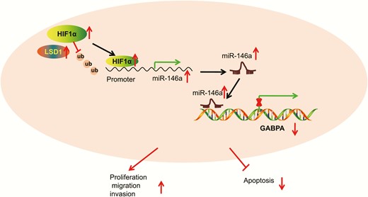Schematic diagram depicts how LSD1 affects the development and metastasis of PTC. The histone demethylase LSD1 increases the expression of miR-146a by inhibiting the degradation of HIF1α mediated by ubiquitin-proteasome. miR-146a reduces the expression of GABPA, thereby promoting malignant potentials of PTC cells and inhibiting their apoptosis.