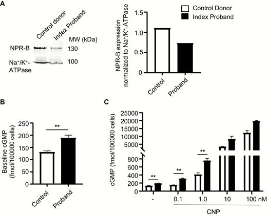 Cultured skin fibroblasts prepared from the proband have increased baseline cGMP levels and greater cGMP responses to CNP. (A) Western blot analysis of membrane NPR-B expression levels in fibroblasts cultured from a control donor and the proband. NPR-B expression was normalized to Na+/K+-ATPase expression. (B) Baseline intracellular cGMP levels of fibroblasts from the donor and the proband. (C) Effects of CNP on intracellular cGMP levels. Means ± SEM (n = 3); **P < 0.01. cGMP, cyclic guanosine monophosphate; CNP, C-type natriuretic peptide; NPR, natriuretic peptide receptor.