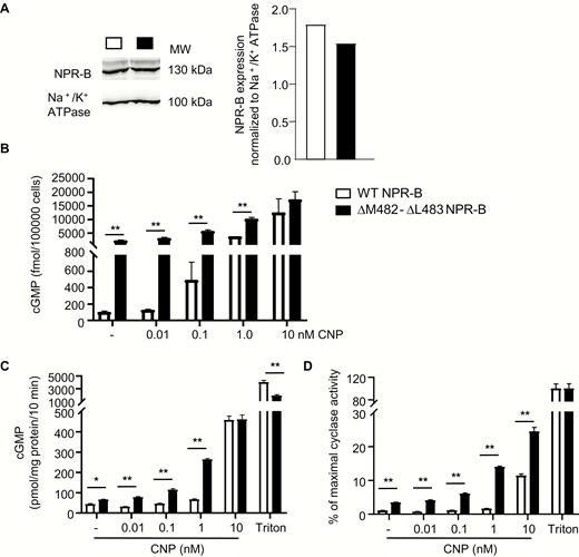 HEK-293 cells expressing the mutant Met482-Leu483del NPR-B exhibit increased baseline cGMP levels and greater cGMP responses to CNP. (A) Western blot analysis of membrane NPR-B expression levels in HEK-293 cells transfected with cDNA encoding WT or mutant NPR-B (10 μg DNA/dish). Expression was normalized to Na+/K+-ATPase expression. (B) Baseline intracellular cGMP levels (-) and effects of CNP on intracellular cGMP levels of HEK-293 cells expressing WT or mutant NPR-B. (C and D) Guanylyl cyclase activity assays with crude membranes prepared from cells expressing WT or mutant NPR-B. Membranes were incubated with vehicle (-), CNP or detergent (1% Triton X-100). cGMP production was measured by radioimmunoassay. In D, values are presented as percent of the maximal Triton-induced activity (as 100%). Means ± SEM (n = 3 independent experiments); **P < 0.01. cGMP, cyclic guanosine monophosphate; CNP, C-type natriuretic peptide; NPR, natriuretic peptide receptor.