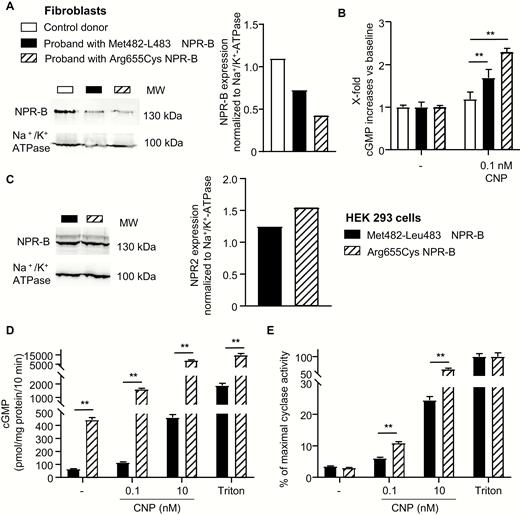 The mutant Met482-Leu483del NPR-B has lower basal and CNP-stimulated cGMP-synthesis activity compared with the previously published mutant Arg655Cys NPR-B. (A) Membrane NPR-B expression levels and (B) CNP (0.1 nM)-induced cGMP formation in fibroblasts cultured from a control donor or from the probands with either variant. (C) Western blot analysis of membrane NPR-B expression levels in HEK-293 cells expressing the Met482-Leu483del or Arg655Cys NPR-B mutants. NPR-B expression was normalized to Na+/K+-ATPase expression. (D and E) Guanylyl cyclase activity assays demonstrate that the mutant Met482-Leu483del NPR-B exhibits lower baseline enzymatic activity and lower cGMP responses to CNP compared with the mutant Arg655Cys. Crude membranes prepared from HEK-293 cells expressing either mutant were incubated with vehicle (-), CNP or detergent (1% Triton X-100). cGMP production was measured by radioimmunoassay. (E) Values are expressed as percent of the maximal Triton-induced activity (as 100%). Means ± SEM (n = 3); **P < 0.01. cGMP, cyclic guanosine monophosphate; CNP, C-type natriuretic peptide; NPR, natriuretic peptide receptor.