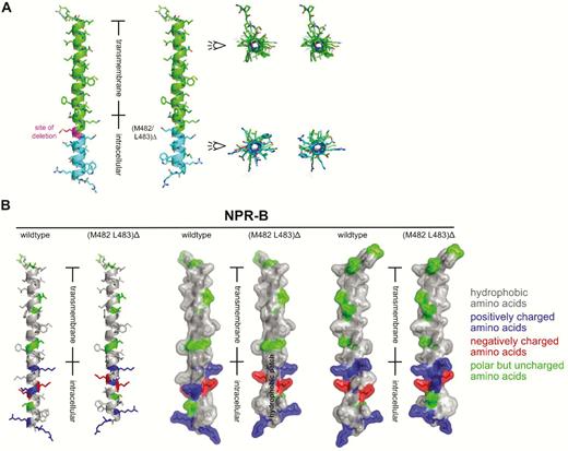 A theoretical 3D model of the trans- and cytosolic submembrane segments of WT and mutant NPR-B. Bioinformatic modelling predicted that Leu456 is the N-terminal start and Phe478 the end of the transmembrane region, which is consistent with the notion that basic residues at the C-term of transmembrane helices (here, residues Arg479 and Lys480) are important to vertically fix such helices in the lipid bilayer (17). Secondary structure prediction indicated an uninterrupted α-helical element comprising residues Leu456 to Trp492. (A) A theoretical 3D model of this helix was built for WT NPR-B (A, left helix) and mutant NPR-B (A, right helix; the deleted residues are marked with C-atoms colored in magenta). The deletion Met482-Leu483 results in a rotational rearrangement of the helix past the deletion site (in panel A, the right panel compares the WT and mutant helix, the rotation is marked). This in silico model suggests that in the mutant NPR-B the residues Glu484 to Trp492 are rotated by 120° clockwise and that the amphipathic structure of the helix is markedly changed. (B) Left panel: 3D model of the helix covering the transmembrane and cytoplasmic submembrane regions is shown for WT and Met482-Leu483del NPR-B (residues Thr451 to Arg495). Color coding was done according to amino acid polarity, with hydrophobic amino acid residues colored in gray, positively charged residues colored in blue, negatively charged residues marked in red, and polar but uncharged amino acids indicated in green. Middle panel: The model is depicted with a semitransparent surface representation showing a continuous hydrophobic patch for Met482-Leu483del past the transmembrane segment. WT NPR-B does not show such a hydrophobic surface patch. Right panel: The model is rotated clockwise by 90° around the y-axis. 3D, 3-dimensional; NPR, natriuretic peptide receptor; WT, wild-type.