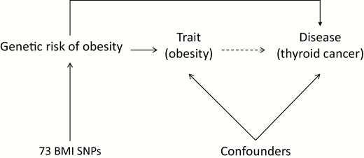 If a risk factor (e.g., body mass index) truly causes an outcome (e.g., thyroid cancer), then the genetic variants for the risk factor should also be associated with the outcome. Unlike the observed risk factor, the genetic variants are not susceptible to confounding by other risk factors as they are assigned at conception.