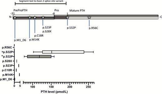 Identified mutations in PTH with corresponding hormone levels reported in the literature. *Shows p.R56C mutation, where PTH measured with (1–84) antibody identified high levels of the mutated peptide, while using the ntPTH assay, PTH measured below normal, as reviewed in Lee et al (11). The novel mutation described in this report, p.S32P, is shown here for both subjects.