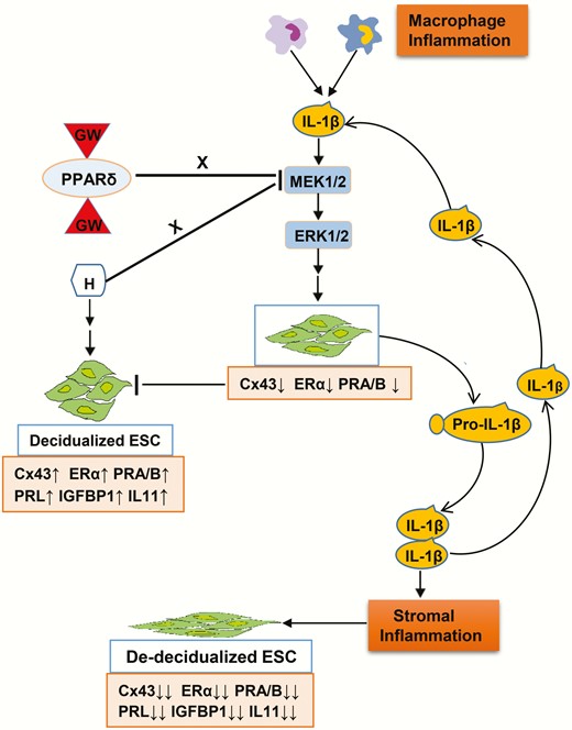 Graphic model of study hypothesis. Macrophages and other inflammatory cells in the endometrial microenvironment are a primary source of interleukin 1β (IL-1β) and other proinflammatory cytokines, but endometrial stromal cell (ESC) autocrine and paracrine sources also contribute. The major biomarkers evaluated in this report are represented in the pink boxes, with arrows indicating direction and magnitude of production or secretion. Corresponding alterations in ESC shape are represented in the cartoon.