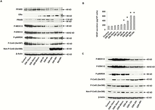 A, Time-course of peroxisome-proliferator-activated receptor β/δ (PPARβ/δ) agonist GW0742 (GW) effects on endometrial stromal cell (ESC) protein lysates by Western blotting. GW treatment for 15 minutes to 48 hours showed changes in nuclear receptors: PPARβ/δ (49 kDa, panel 1), estrogen receptor α (ERα) (66 kDa, panel 2), PR-A and -B (90 and 116 kDa, respectively, panel 3). Phosphoproteins of the extracellularly regulated kinase (ERK)1/2 cascade included phospho-MEK1/2 (45 kDa, panel 4), phospho-ERK1/2 (42 kDa, panel 5), and phospho-p90 RSK (90 kDa, panel 6). Connexin 43 (Cx43) isoforms: phospho-Cx43 Ser367 (43 kDa, panel 7), nonphospho-Cx43 Ser368 (43 kDa, panel 8). β-Actin levels (42 kDa, panel 9) are shown. Lane 1 represents untreated control cells and lane 9, ESCs treated for 24 hours with all-trans retinoic acid (RA) as a positive control. B, Under the same conditions, ESC supernatant concentrations of vascular endothelial growth factor (VEGF) were determined by enzyme-linked immunosorbent assay. Means ± SEM of triplicate samples are shown. GW at 24 and 48 hours and RA at 24 hours each significantly stimulated VEGF secretion over control conditions (P < .05, t tests with Bonferroni corrections, n = 3). C, Time-course effects of PPARβ/δ antagonist, GSK0660 (GSK) on ESC protein markers by Western blotting. Phosphoproteins of the extracellularly regulated kinase (ERK)1/2 cascade included phospho-MEK1/2 (45 kDa, panel 1), phospho-ERK1/2 (42 kDa, panel 2), phospho-p90 RSK (90 kDa, panel 3), Cx43 isoforms: Phospho-Cx43 Ser367 (43 kDa, panel 4), phospho-Cx43 Ser368 (43 kDa, panel 5), and nonphospho-Cx43 Ser368 (43 kDa, panel 6). β-Actin levels (42 kDa, panel 7) are shown. Lane 1 represents untreated control cells.