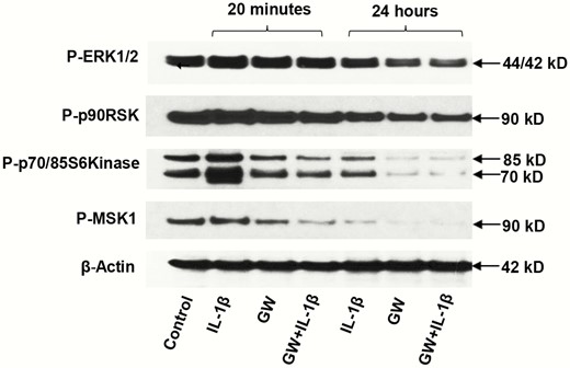 Effects of peroxisome-proliferator-activated receptor β/δ (PPARβ/δ) agonist (GW) on interleukin 1β (IL-1β)-mediated inhibition of decidualization biomarkers in endometrial stromal cells (ESCs). ESCs were exposed briefly (20 minutes) or chronically (24 hours) to IL-1β, GW, or a combination of the compounds. Phospho (P)-extracellularly regulated kinase (ERK)1/2, P-p90 RSK, P-p70/85 S6K, and P-MSK1 were all significantly reduced by the combination after 24 hours (panels 1-4, respectively) (≤ 0.4 ± 0.1-fold, P < .05, t test, n = 3). β-Actin levels did not change in response to the treatments (panel 5).