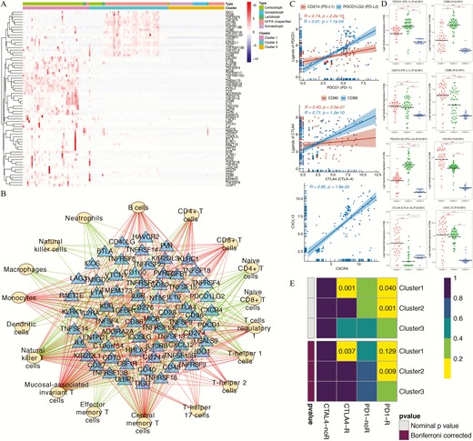 Correlation analyses between immune patterns and immune checkpoint molecules (ICMs). (A) Heatmap representing the expression profiles of 69 immune checkpoint genes among the 3 novel immune clusters and 5 histological pituitary adenoma (PA) subtypes. (B) Regulatory networks of ICMs and tumor-infiltrating immune cells (TIICs). The yellow ovals represent the TIICs, and the blue triangles represent the ICMs. The green/red lines indicate negative/positive correlations between the ICMs and the TIICs. (C) Regression analyses between immune checkpoint receptor-ligand pairs. (D) Expression of immune checkpoint receptors and ligands among the 3 immune clusters. (E) The subclass mapping analysis demonstrated that immune cluster 1 was more sensitive to anti-CTLA4 therapy (Bonferroni-corrected P = 0.037) and that immune cluster 2 was more sensitive to anti–programmed cell death protein 1 (PD1) therapy (Bonferroni-corrected P = 0.009). In this figure, “R” is short for immunotherapy respondent.