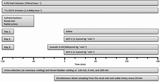 The experimental timeline. The participants took part in a recent, reported study (1) (Day 1 and 2) and were invited to participate in the present add-on protocol (Day 3). The published data (1) from Day 1 and 2 are shown here for comparison with permission. After emptying the bladder at time −120 minutes, participants remained supine throughout the experiments. Tap water (14 mL kg-1, maximum 1000 mL) was ingested from time −120 to −110 minutes.