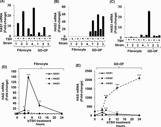 Divergent pattern of HAS isoenzyme expression and induction by bTSH in fibrocyte and GD-OF. (A-C) Confluent fibrocyte and GD-OF monolayers remained untreated or received bTSH (5 mIU/mL) for 6 hours. (D,E) Cultures were treated with bTSH for the graded intervals indicated along the abscissas. Rinsed cell layers were harvested and RNA was reverse-transcribed, cDNA was subjected to quantitative real-time PCR for HAS1, HAS2, and HAS3 mRNA levels. Values were normalized to their respective GAPDH signals and are expressed as the mean ± SD of 3 independent determinations. Experiments were repeated 3 times. * P < 0.05; ** P < 0.01; *** P < 0.001.