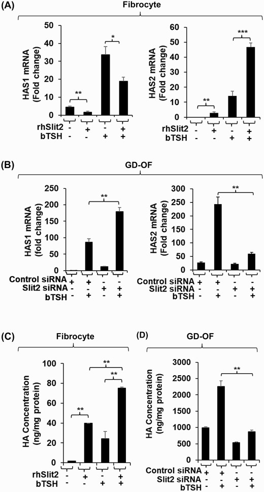 Slit2 alters HAS1 and HAS2 expression levels and HA synthesis in fibrocytes and GD-OF. (A) Fibrocytes were incubated in the absence or presence of rhSlit2 (50 ng/mL) for 7 to 9 days and then were untreated or received bTSH (5 mIU/mL) for 6 hours. (B) GD-OF were transfected with scrambled (control) siRNA (3 µg) or Slit2-targeting siRNA (3 µg) and then re-cultured for 3 days. They were then incubated in the absence or presence of bTSH for 6 hours. Cell layers were harvested, RNA was extracted, reverse-transcribed, and subjected to RT-PCR for the targets indicated. Values were normalized to their respective GAPDH levels. (C) Fibrocytes were untreated or received rhSlit2 as in panel A while in (D) GD-OF were transfected with control or Slit2-targeting siRNA and then in the absence or presence of bTSH (5 mIU/mL) for 72 hours. Media were harvested and subjected to HA ELISA. Values were normalized to cell layer protein content. Data are expressed as the mean ± SD; * P < 0.05; ** P < 0.01; *** P < 0.001 of 3 independent determinations. Experiments were performed 3 times.