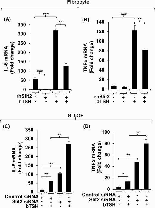 The impact of Slit2 on basal and bTSH-induced IL-6 and TNFα expression in fibrocytes and GD-OF. (A, B) Confluent fibrocytes were treated with nothing or rhSlit2 (50 ng/ml) for 7 to 9 days and incubated without or with bTSH (5 mIU/mL) for 6 hours. (C, D) Confluent GD-OF monolayers were transfected with scrambled (control) (3 µg) or Slit2-targeting siRNA (3 µg), re-cultured for 3 days, and treated with nothing or bTSH (5 mIU/mL) for 6 hours. Cell layers were harvested and RNA extracted, reverse-transcribed and subjected to quantitative RT-PCR for IL-6 (A and C) and TNF-α (B and D). Values were normalized to their respective GAPDH levels. Data are expressed as the mean ± SD; * P < 0.05; ** P < 0.01; *** P < 0.001 of 3 independent determinations. Experiments were repeated 3 times.
