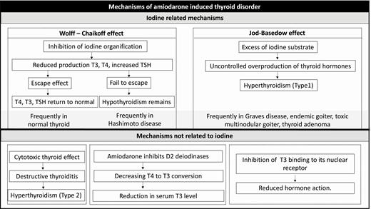 Mechanisms of amiodarone-induced thyroid disorders.