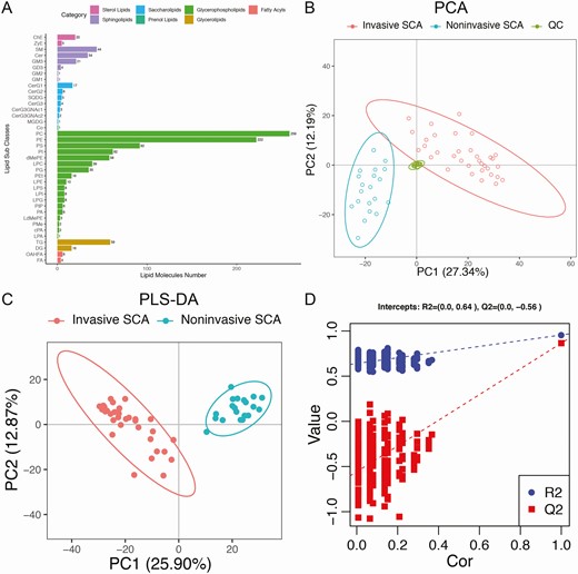 Overview of lipidomic profiling based on the UPLC-MS method. (A) All the lipid molecules belonging to 7 categories and 38 subclasses identified by UPLC-MS. (B) Unsupervised PCA demonstrated clear separations of invasive SCA, noninvasive SCA and QC samples, which ensured excellent stability of lipid detection. (C) Supervised PLS-DA also demonstrated clear separations of the invasive and noninvasive SCA samples (R2Y = 0.877, Q2 = 0.680). (D) Validation plots obtained from 200 response permutation tests showed stable and reliable quality of the PLS-DA model.