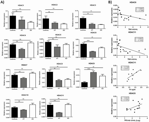 HDAC gene expression in AITD thyroid gland. A) Thyroid gland samples from HT, GD, and control individuals were obtained and the expression of HDAC1-11 genes at mRNA level was analyzed by RT-qPCR. Data correspond to the arithmetic mean ± SD of 30 samples (10 controls, 10 patients with HT, and 10 patients with GD). B) Correlation analyses of the levels of gene expression of the indicated HDACs in thyroid gland samples and different clinical laboratory parameters. Abbreviations: HDAC, histone deacetylase; ns, not significant; TPO-Ab, anti-thyroid peroxidase antibody; TSH, thyrotropin. *P < 0.05; **P < 0.01; ***P < 0.005.