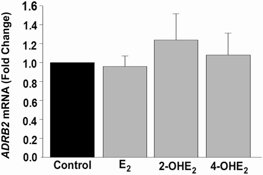 In vivo Gene Expression of ADRB2 in HESCs. qPCR analysis of ADRB2 mRNA expression in control or 10–8 M E2 or 2-OHE2- or 4-OHE2-treated HESC (n = 4) cultures for 6 hours. Bars represent means ± standard error of the mean as fold changes vs control. 2-OHE2, 2-hydroxyestradiol; 4-OHE2, 4-hydroxyestradiol; E2, 17β-estradiol; HESC, human endometrial stromal cell; qPCR, quantitative PCR.