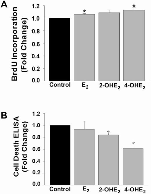 Catecholestradiol-induced HESC survival is via proliferative and anti-apoptotic mechanisms. (A) BrdU incorporation levels or (B) cell death detection ELISA in HESC cultures (n = 3) treated 48 hours with control or 10-8 M E2 or 2-OHE2 or 4-OHE2. Bars represent means ± standard error of the mean as fold changes vs control. *P < 0.05 or ΦP < 0.01 vs control. 2-OHE2, 2-hydroxyestradiol; 4-OHE2, 4-hydroxyestradiol; BrdU, 5-bromo-2′-deoxyuridine; E2, 17β-estradiol; HESC, human endometrial stromal cell.