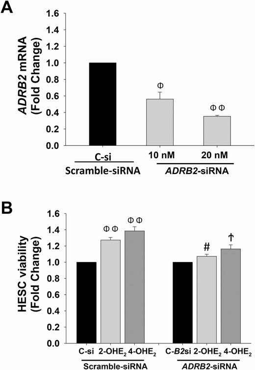 ADRB2-siRNA transfection blocks 2-OHE2- or 4-OHE2-induced HESC survival. (A) ADRB2 mRNA expression levels in HESCs (n = 3) treated with either scramble-siRNA (control) or ADRB2-siRNA at 10 nM and 20 nM for 72 hours. (B) XTT cell viability index in HESCs (n = 3) pretreated with scramble-siRNA or ADRB2-siRNA (20 nM) for 24 hours, and followed by 10-8 M of 2-OHE2 or 4-OHE2 treatment for 48 hours. Bars represent means ± standard error of the mean. ΦP < 0.01 or ΦΦP ≤ 0.001 vs scramble-siRNA (C-si) treated control, #P < 0.05 vs C-si treated 2-OHE2, ϮP < 0.01 vs C-si treated 4-OHE2. 2-OHE2, 2-hydroxyestradiol; 4-OHE2, 4-hydroxyestradiol; C-B2si, ADRB2-siRNA; HESC, human endometrial stromal cells; XTT, 2,3-bis-(2-methoxy-4-nitro-5-sulfophenyl)-2H-tetrazolium-5-carboxanilide.