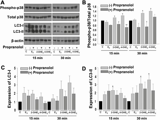 Catecholestradiols activate p38 MAPK signaling in HESCs in a β-AR-dependent manner. (A) Representative immunoblot analysis of phosphorylation (active, aka phospho-) and total p38 MAPK, LC3-I, LC3-II, and β-actin levels in confluent HESCs treated with control or 10-8 M E2 or 2-OHE2 or 4-OHE2 ± 2 × 10-5 M propranolol (1-hour pretreatment) for 15 and 30 minutes. Graphs represent differential expression of (B) phospho-p38 MAPK vs total p38 MAPK, (C) LC3-I/β-actin, and (D) LC3-II/β-actin. Bars represent means ± standard error of the mean (n = 3) as fold changes vs control. *P < 0.05 and ΦP < 0.01 vs control; #P < 0.05 or ##P < 0.01 vs corresponding steroid treatment alone. 2-OHE2, 2-hydroxyestradiol; 4-OHE2, 4-hydroxyestradiol; AR, adrenergic receptor; C, control; E2, 17β-estradiol; HESC, human endometrial stromal cell.