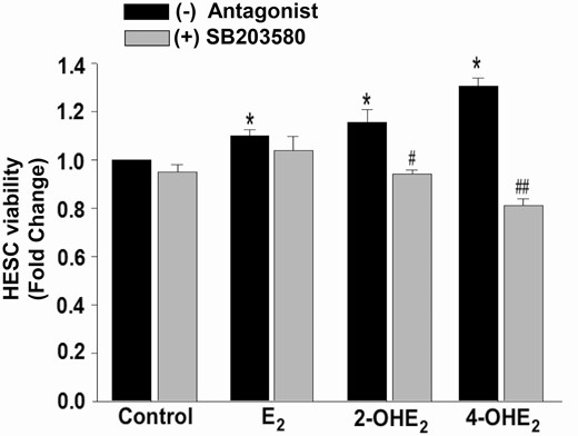Inhibition of p38 MAPK signaling reverses 2-OHE2- or 4-OHE2-induced HESC survival. XTT assay demonstrating viability of HESCs treated with control or 10-8 M E2 or 2-OHE2 or 4-OHE2 ± p38 MAPK inhibitor (10-5 M SB203580 for 30 minutes pretreatment) for 48 hours. SB203580 inhibitor completely abrogates 2-OHE2 and 4-OHE2-induced HESC survival. Bars represent means ± standard error of the mean (n = 4 in triplicate) as fold changes vs control. *P < 0.05 vs control; #P < 0.05 or ##P < 0.01 vs corresponding steroid alone treatment. 2-OHE2, 2-hydroxyestradiol; 4-OHE2, 4-hydroxyestradiol; E2, 17β-estradiol; HESC, human endometrial stromal cell; XTT: 2,3-bis-(2-methoxy-4-nitro-5-sulfophenyl)-2H-tetrazolium-5-carboxanilide.