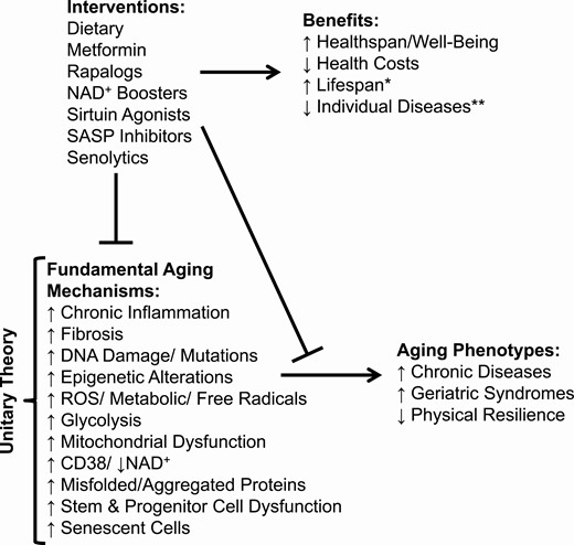 The Geroscience Hypothesis. *↑Lifespan is a possible by-product of ↑healthspan. **Interventions targeting fundamental aging mechanisms combined with disease-specific interventions can perhaps achieve an additive or even more than additive benefit.