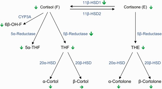 Cortisol metabolism and its modification by DR-HC compared to TID-HC. Schematic representation of the different enzymatic steps of cortisol metabolism and metabolites changes as well as the changes of main enzyme activities (indicated by green arrows: pointed down indicates decrease and to right in no change) comparing TID-HC to DR-HC. 5α-THF, 5α-tetrahydrocortisol; 6β-OH-F, 6β-hydroxy-cortisol; 11β-HSD1, 11β-hydroxysteroid dehydrogenase type 1; 11β-HSD1, 11β-hydroxysteroid dehydrogenase type 2; 20α-HSD, 20α-hydroxysteroid dehydrogenase; 20β-HSD, 20β-hydroxysteroid dehydrogenase; CYP-3A, cytochrome P450A; DR-HC, dual-release hydrocortisone; THE, tetrahydrocortisone; THF, tetrahydrocortisol; TID-HC, 3-times-daily hydrocortisone.