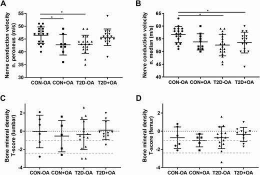 Parameters of nerve function and bone mineral density. Parameters of nerve and bone function in individuals with normal glucose tolerance and no osteoarthritis (CON-OA, circles), with osteoarthritis (CON+OA, squares), patients with type 2 diabetes without osteoarthritis (T2D-OA, triangles), and with osteoarthritis (T2D+OA, inverted triangles) showing nerve conduction velocity in the A, peroneus nerve, and the B, median nerve; C, bone mineral density in the lumbar spine; and D, the femoral neck. Dotted red lines correspond to the World Health Organization criteria for osteoporosis (T-score < −2.5 SD), osteopenia (T-score from − 1 to − 2.5 SD), and normal (T-score > −1 SD). *P less than or equal to .05.