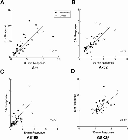 Early onset activation of the insulin signaling pathway. Correlation between the 30-minute and 5-hour fold increase from baseline in phosphorylation of Akt (Ser473), Akt2 (Ser474), AS160 (Thr642), and GSK3β(Ser9) in nonobese and obese volunteers. Muscle biopsies were collected at just prior to insulin clamp and 30 minutes and 5 hours after starting the clamp. A, The fold increase values for Akt (Ser473) phosphorylation from the 2 biopsies were correlated (r = 0.76, P ≤ 0.001) B, The fold increase values for Akt2 (Ser474) phosphorylation from the 2 biopsies were correlated (r = 0.75, P ≤ 0.001) C, The fold increase in AS160 (Thr642) phosphorylation from the 2 biopsies correlated (r = 0.70, P ≤ 0.001). D, The fold increase in GSK3β (Ser9) phosphorylation from the 2 biopsies were positively correlated (r = 0.55, P ≤ 0.001)