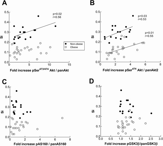 Insulin signaling response in nonobese and obese subjects during a hyperinsulinemic-euglycemic clamp in relation to muscle insulin sensitivity. Akt (Ser473) (panel A), Akt2(Ser474) (panel B), AS160 (Thr642) (panel C), and GSK3β (Ser9) (panel D) phosphorylation was measured by means of capillary Western blot from vastus lateralis biopsies at baseline and the end of a 5-hour insulin clamp. Content of pan Akt and pAkt, pan AS160 and pAS160, as well as pan GSK3β and p GSK3β were assessed relative to tissue weight. The fold increase in the phosphorylation was calculated as a ratio of pSer473/474 Akt/panAkt, pSer474Akt/Akt2, pAS160/panAS160, and pGSK3β/panGSK3β at 5 hours over the ratio at baseline. Insulin sensitivity (Si) is expressed as mg•kg FFM−1•min−1•µIU/mL−1. There was not a statistically significant difference between groups in the relationships of Akt, AS160, or GSK3β fold increase and Si.