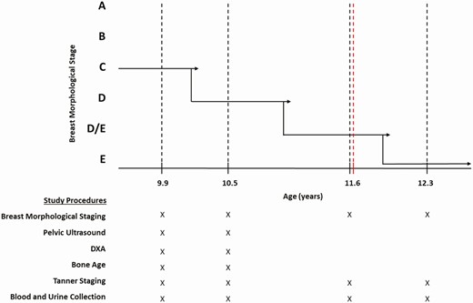 Protocol schema. Maturation of breast morphology from stage C to E is shown for a representative participant who was studied at 6 visits from age 9.9 years (premenarche) to 12.3 years (7 months post menarche). Solid black lines indicate hypothetical transition points between breast morphological stages, black dotted lines indicate study visits, and the red dotted line indicates menarche. The study procedures completed at each visit are denoted by an “X” below the graph. DXA, dual energy x-ray absorptiometry.