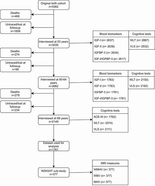 NSHD study flow diagram. Abbreviations: ACE-III, Addenbrookes Cognitive Exam III; IGF-I, insulin growth factor I; IGF-II, insulin growth factor II; IGFBP-3, insulin growth factor binding protein 3; MHV, mean hippocampal volume; VLS, visual letter search test; WBV, whole brain volume; WLT, word learning test; WMHV, white matter hyperintensity volume.