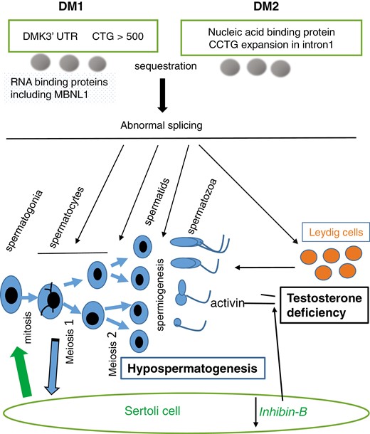 A schema for the impact of expanded 3’ CTG repeats in the myotonic dystrophy protein kinase gene in DM1 and a CCTG expansion in intron 1 of the nucleic acid binding protein in DM2 in testis. Resultant sequestration of RNA-binding proteins leads to abnormal splicing and thereby hypospermatogenesis and testosterone deficiency.
