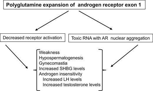 Clinical features in men with bulbospinal muscle atrophy (Kennedy disease). Expansion of CAG repeats in exon 1 of the androgen receptor gene produces a toxic messenger RNA that encodes a mutant AR protein that damages neurons and is insensitive to androgen activation.