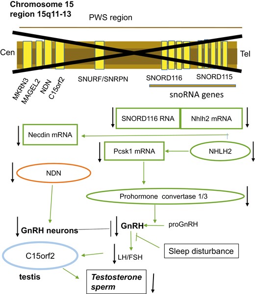A schema for the hypogonadism in Prader-Willi syndrome (PWS). Deletion in the imprinted region of chromosome 15q11-q13 (marked with an X) may result in loss of function of the nectin gene NDN, C15orf2, and SNORD 116. The transcription factor necdin is abundantly expressed in many developing cells, including neuronal progenitor cells in the hypothalamus where it regulates neuronal development. Mice deficient in necdin fail to develop a full complement of gonadotropin-releasing hormone (GnRH) neurons. C15orf2 is expressed in testis and may be linked to testicular dysfunction. Absence of the paternally derived SNORD116 Sno RNAs is a major determinant of PWS. Normally, the noncoding Sno RNA interacts with targets including Nhlh2 messenger RNA. The enzyme prohormone convertase, encoded by PCSK1, is regulated by NHLH2, and both are reduced in PWS cells, as recently reviewed (177). Deficiency of the PCSK1 product, prohormone convertase 1/3, which processes peptide hormones including GnRH, results in gonadotropin deficiency. Finally, the sleep disturbance of PWS patients may also contribute to hypogonadism.