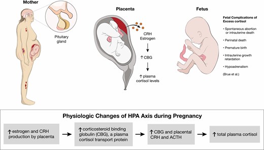 (Patho)physiologic changes of hypothalamus-pituitary-adrenal axis during pregnancy. Based on Brue et al (90). Abbreviation: CRH, corticotropin-releasing hormone.