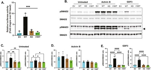 Functional impact of ACVR1C I195T variant on Smad signaling. A, HEK293 cells were transiently transfected with ACVR1C expression constructs and their receptor components, along with firefly and Renilla luciferase expression plasmids. Firefly luciferase activity was normalized to Renilla activity and the luciferase activity in nonstimulated cells transfected with empty vector (EV) was set to 1. A constitutively active (CA) ACVR1C variant T194D and a kinase-deficient (KD) variant K222R were included for comparison. Results from 3 independent experiments are presented as mean ± SD. Statistical significance was evaluated by one-way analysis of variance (ANOVA) with Tukey post hoc test for multiple comparisons between pairs. WT, wild-type ACVR1C. B to D, HEK293T cells transfected with plasmids containing EV, WT ACVR1C, KD ACVR1C, or I195T ACVR1C were treated for 30 minutes with activin B (25 ng/mL) or growth and differentiation factor 3 (GDF3; 500 ng/mL), and B, SMAD signaling was determined via Western blotting. Black triangle indicates pSMAD3 band. SMAD activation was quantified by the ratio of phospho-SMAD2 to total SMAD2 protein and phospho-SMAD3 to total SMAD3 protein for each condition: C, untreated; D, activin B; and E, GDF3. Data are expressed as relative pSMAD:SMAD ratios normalized to untreated EV controls. Three or 4 independent experiments were combined for analysis, and differences between ACVR1C transfection groups were determined by one-way ANOVA with Tukey post hoc test for multiple comparisons between pairs. ***P less than .001; **P less than .01; *P less than .05; ns, not significant.