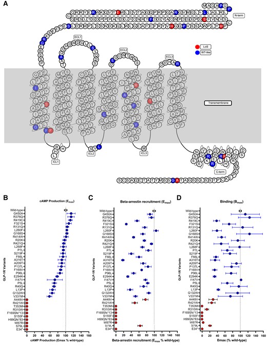 Localization of the 36 GLP1R variants from the Danish study cohorts and the consequences of the variants on receptor signaling. Blue, WT-like; red, loss-of-signaling (loss of cAMP signaling). A, Snake plot of the 36 variants; B, cAMP production compared to WT in percentage; C, β-Arrestin 2 recruitment compared to WT in percentage; D, Binding compared to WT in percentage. cAMP, cyclic adenosine monophosphate; ECL, extracellular loop; ICL, intracellular loop; WT, wild-type.