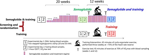 Outline of the protocol. Participants with type 2 diabetes were randomized to undergo either 12 weeks of aerobic training (“Training”) or to undergo treatment with semaglutide (“Semaglutide and training”) for 20 weeks before entering the 12 weeks training regimen while continuing semaglutide treatment. Before and after each intervention (“Semaglutide,” “Semaglutide and training,” and “Training”), 2 experimental days were carried out. The primary outcome was a change in β-cell secretory function assessed by a hyperglycemic (20 and 30 mM) clamp. Semaglutide was taken once weekly and escalated according to the guidelines. The follow-up 2-stepped hyperglycemic clamp (experimental day 1) was always performed 40 to 48 hours after the last bout of exercise and 7 days after the last dosage of semaglutide. The next dosage of semaglutide was postponed to completion of the oral glucose tolerance test. In weeks 1 and 12 of the training intervention, the participants performed a 45-minute exercise test at 70% of VO2max with blood sampling to investigate adaptations and interactions to the glucoregulatory and inflammatory response. The training was performed on a cycle ergometer 3 times weekly at an average intensity of 75% of the heart rate reserve (see Appendix (24)).