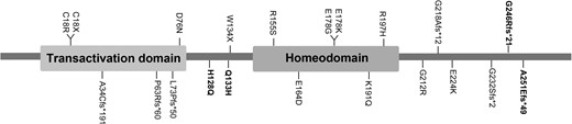 Schematic representation of the PDX1 domain structure and position of the pathogenic variants identified in previous studies and this study. Pathogenic variants described in the EOD cohort are marked in bold.