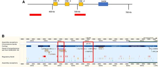 (A) Schematic representation of the genomic SHOX region with upstream flanking region and location of conserved noncoding elements (CNEs −2, −3, and −5). The distance from Xp/Yp telomere is indicated in kilobases, and areas where the patient's copy number gains were found are shown by the bars. One of the copy number gains encompasses CNE −2. (B) The same data presented using the Ensembl genome database for the SHOX region showing the genomic location for the copy number gains (61). These are indicated by the large boxes. (Other gene browsers eg, UCSC can be used).