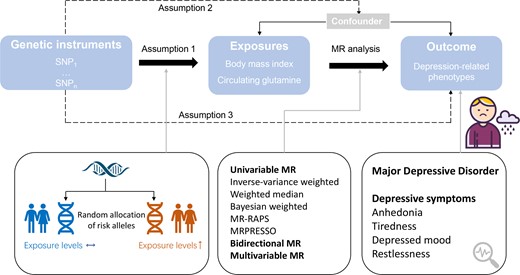 Study design for MR analysis. MR, mendelian randomization; MRPRESSO, Mendelian Randomization Pleiotropy RESidual Sum and Outlier; MR-RAPS, MR using robust adjusted profile score; SNP, single-nucleotide polymorphisms.