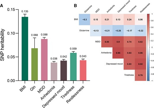 Single-nucleotide variations (formerly single-nucleotide polymorphisms) (SNP)-based A, heritability, and B, genetic correlation estimates between BMI, circulating glutamine levels, and depression. Abbreviations: BMI, body mass index; MDD, major depressive disorder. P values were FDR controlled using the Benjamini-Hochberg method. All genetic correlations were significant and passed Benjamini-Hochberg correction.