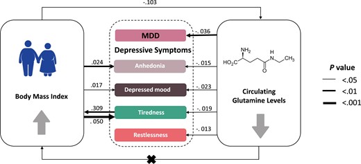 Causal graph between circulating glutamine levels, body mass index, and depression. Significant causal effects are presented as arrows with the estimated effect sizes alongside. All traits have been standardized so effect sizes are comparable in unit (SD/SD). MDD, major depressive disorder.
