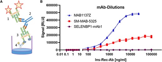 Establishment of a novel assay for the quantification of antibodies to the insulin receptor. A, Detection principle by a bridge format; the fusion protein of insulin receptor with luciferase (1) is used as detector, the antibodies (Abs) serve as a bridge (2) between detector and the catcher antigen (3) that is a tagged insulin receptor immobilized to the support via a precoated tag-specific monoclonal Ab (mAb) (4). B, Dose-response curve of luciferase signals (RLU; relative light units) in response to increasing concentrations of Abs (unrelated SELENBP1-mAb1 as negative control, vs 2 InsR-specific mAb as positive controls) under the standardized test conditions for InsR-aAb.