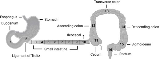 Anatomical locations of biopsy sampling sites 1 to 16. Samples from the small intestine were collected at an interval of 30 cm and divided into 7 groups (3-9). The other samples (10-16) were collected from anatomically well-defined areas. Illustration created with BioRender.com.