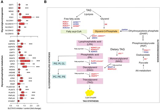 SLC7A10 inhibition upregulates genes involved in glyceroneogenesis and glycerophospholipid metabolism. Human primary adipose cultures were induced to differentiate for 8 days and treated with DMSO (control) or SLC7A10 inhibitor (BMS-10 µM) for 24 hours (days 7-8). Effects on specific metabolic pathways were examined using RNA sequencing (n = 6 pairs of DMSO vs SLC7A10 inhibitor from donors 1-6). A, mRNA expression of the GSEA leading edge genes for glycero(gluco)neogenesis and glycerophospholipid metabolism with indication of significance levels from the RNA sequencing analysis adjusted for multiple testing. Data are presented as median ± IQR. B, Schematic overview of glycero(gluco)neogenesis and glycerophospholipid metabolism. Red color indicates upregulated genes and blue color indicates downregulated genes. *, P < 0.05; **, P < 0.01; ***, P < 0.001.