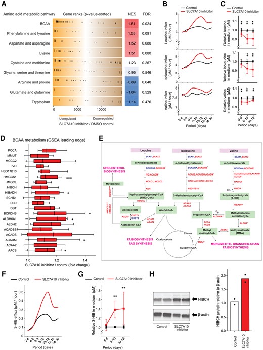 SLC7A10 inhibition in adipocytes increases BCAA consumption and release of 3-hydroxyisobutyrate. Human primary adipose cultures were induced to differentiate and effects of pharmacological SLC7A10 inhibition on amino acid (AA) metabolic pathways and fluxes were examined by gene expression analysis, GC-MS/MS, and Western blotting. A, Global gene expression was measured by RNA sequencing after treating the adipose cultures with either DMSO (control) or SLC7A10 inhibitor (BMS-10 µM) for 24 hours (days 7-8) (n = 6 pairs of DMSO vs SLC7A10 inhibitor from donors 1–6). Gene set enrichment analysis (GSEA) based on genes in AA pathways obtained mainly from Reactome and KEGG. The distribution of up- and downregulated genes is shown within the entire RNA sequencing dataset ranked by signed fold change multiplied by −log10(-P value) (the top-scoring up- and downregulated genes at the outer left and outer right, respectively). B, Average net hourly flux of BCAA for 48 hours was calculated by subtracting the concentrations in conditioned from concentrations in matched unconditioned medium, divided by 48 (n = 2 for a representative experiment, donor 9). C, Medium concentrations measured in duplicate were calculated for each 48-hour period normalized to the DMSO control. Data are presented as mean ± SD (n = 5 individuals for days 6-8 and 10-12, donors 7-11 and n = 3 individuals for days 8-10, donors 9-11). D, mRNA expression of the GSEA leading edge genes in the BCAA pathways are shown, with indication of significance levels from the RNA sequencing analysis adjusted for multiple testing. Data are presented as median ± IQR. E, Simplified schematic overview of the BCAA catabolic pathway. Red color indicates upregulated genes and blue color indicates downregulated genes by SLC7A10 inhibitor found by RNA sequencing. F, Average net hourly flux of 3-HIB for 48 hours was calculated by subtracting the concentrations in conditioned from concentrations in matched unconditioned medium, divided by 48 (n = 2 for a representative experiment, donor 9). G, Medium concentrations measured in duplicate were calculated for each 48-hour period normalized to DMSO (control) and relative values per period are shown. Data are presented as mean ± SD (n = 5 individuals for days 6-8 and 10-12, donors 7-11 and n = 3 individuals for days 8-10, donors 9-11). H, Protein levels of HIBCH (top) and the quantitative values of HIBCH relative to β-actin in human primary adipose culture treated with DMSO (control) or SLC7A10 inhibitor (BMS-10 µM) from days 3-12 during adipogenic differentiation and assayed on day 12. Data are represented as individual points (n = 2 from a representative experiment, donor 11). Abbreviation: BCAA, branched-chain amino acids. *, P < 0.05; **, P < 0.01; ***, P < 0.001.