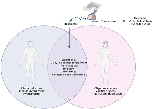 Clinical characteristics of patients with prolactinoma. Pituitary tumor per se exerts several compressive mass effects, leading to headache, visual field defects, and hypopituitarism. Prolactin excess results in both sexes in weight gain, delayed pubertal development, hypogonadism, infertility, galactorrhea, and osteopenia or osteoporosis. Other signs and symptoms are gender-related and include in men libido reduction, erectile dysfunction, and gynecomastia; in women, oligo-amenorrhea, vaginal dryness, irritability, and depression. Created with Biorender.com.