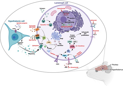 Alternative medical treatment in resistant prolactinoma: molecular mechanisms explored in murine models. Temozolomide elicits cytotoxicity through the methylation of DNA guanine and adenine residues, leading to single- and double-stranded DNA breaks. Prolonged exposure to estrogens induces the growth of lactotroph cells and PRL synthesis, this latter by binding the estrogen receptors (ER) α and β, abundantly expressed on lactotroph cells, and by activating the estrogen responsive elements (ERE) and other transcription factors (TF). Tamoxifen, by competing with estrogens at the receptor site and blocking the promotional role of estrogens, has been shown to prevent tumor growth and suppress PRL synthesis in the rat pituitary gland. Synthetic progestins have been recently investigated as potential treatments for resistant prolactinomas because of their capability to bind the membrane progesterone receptors, by mediating nongenomic progesterone effects, and inducing a rapid DA release by hypothalamic dopaminergic neurons. The consequent binding of DA to D2DR in the rat pituitary lactotrophs might activate TGFβ1 transcription and decreases the adenylate cyclase (AC) and cAMP levels, leading to the inhibition of PRL secretion. Similarly, somatostatin analogues, with high binding affinity to SSTR5, BIM-23268 and pasireotide, and chimeric compounds, binding SSTR5/D2DR, BIM-23A760, have been demonstrated to reduce PRL synthesis by reducing AC and cAMP levels in rat pituitary cell lines. Everolimus, the mTOR inhibitor, by decreasing the downstream molecules p70S6k and 4eBP1, induces cell proliferation inhibition as a consequence of reduced protein synthesis. The blocking of vascular endothelial growth factor (VEGF) by bevacizumab and of epidermal growth factor receptor (EGFR) and epidermal growth factor receptor 2 (HER2) tyrosine kinase phosphorylation by lapatinib and gefitinib inhibits the activation of proliferative signalling. Finally, the blocking of PD-L1 with nivolumab and of CTLA4 with ipilimumab can prevent the immune escape of lactotroph tumor cells. Created with Biorender.com.
